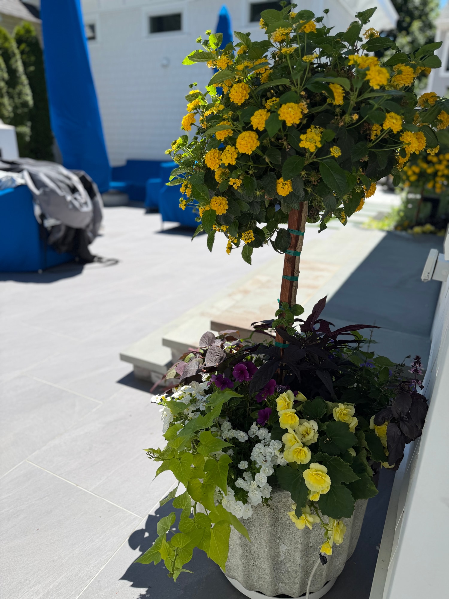 Yellow flowers and trailing plants in a patio planter
