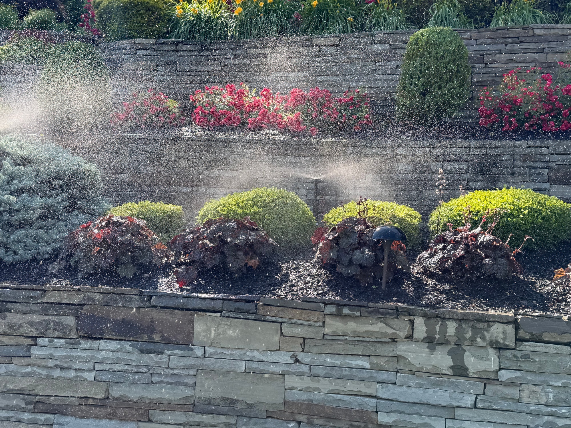 Sprinklers watering a terraced garden with flowering plants and stone walls