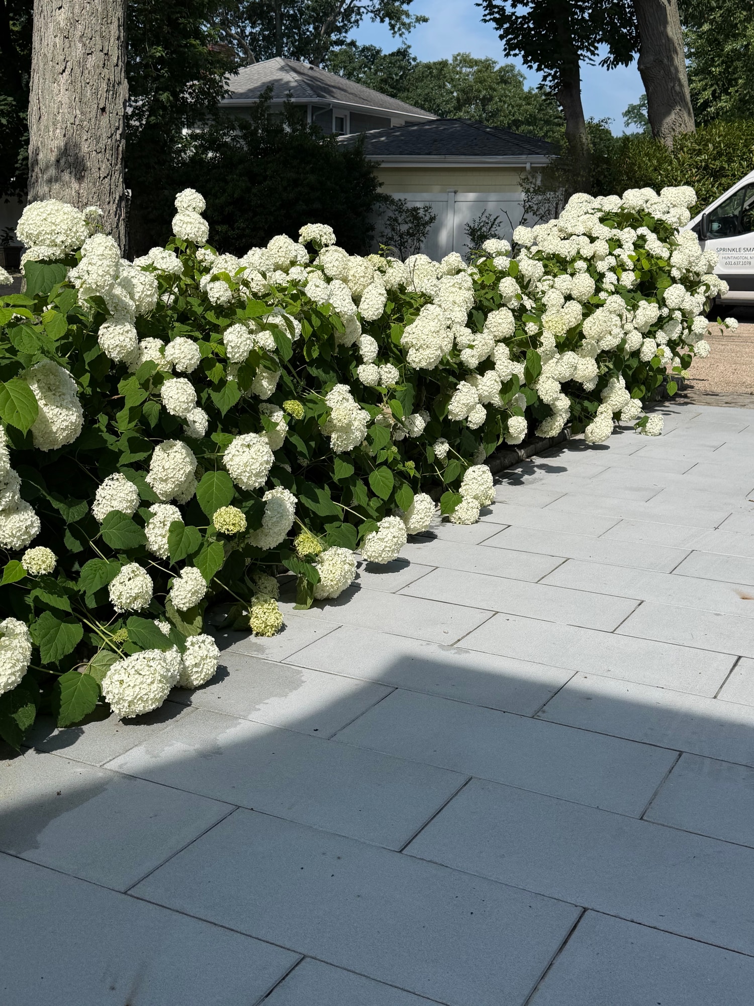 Finished landscaped property with hydrangeas